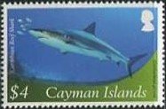 Caribbean Reef Shark (Carcharhinus perezii) 
