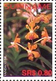 Vanda hybrid2