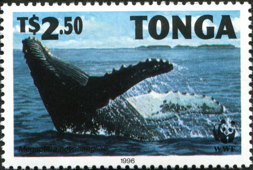 Humpback whale (Megaptera novaeangliae)