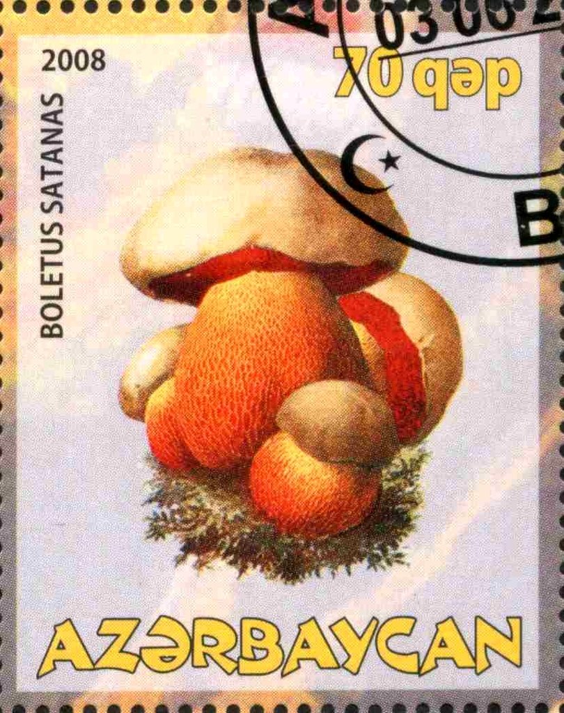 Boletus Satanas