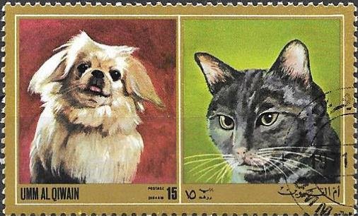 Dog and cat