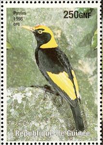 Stamp, Regent Bowerbird    Sericulus chrysocephalus, Cinderellas,  , Birds