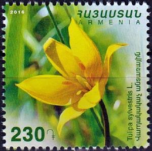 Stamp, Tulipa sylvestris, Armenia,  , Flowers, Plants (Flora)