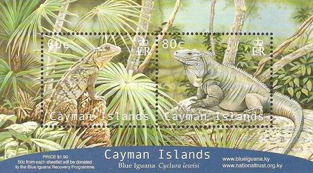 Blue Iguana (Cyclura nubila lewisi)