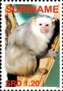 Stamp, Callithrix argentata, Suriname,  , Monkeys