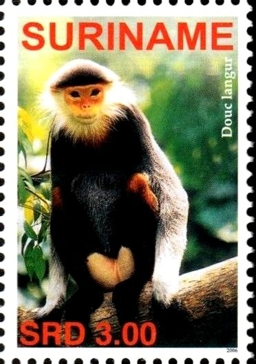 Douc langur