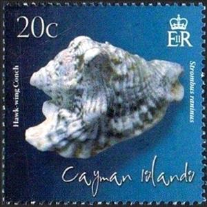 Stamp, Hawk-wing Conch (Strombus raninus) , Cayman Islands,  , Animals (Fauna), Molluscs, Sea Life, Snails and Slugs