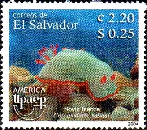 Nudibranch (Chromodoris sphoni)