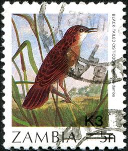 Stamp, Cloud-scraping Cisticola (Cisticola dambo), Zambia,  , Animals (Fauna), Birds