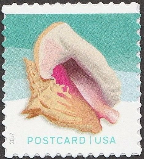Queen conch seashell - pane