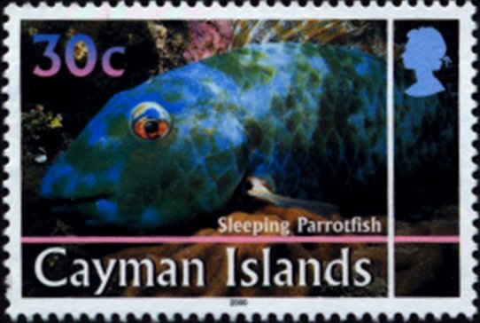 Red Parrotfish (Sparisome aurofrenatum)