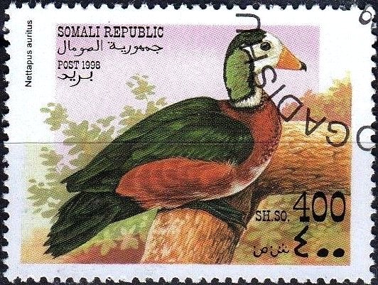 Nettapus auritus
