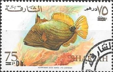 Orange-lined Tiggerfish (Balistapus undulatus)