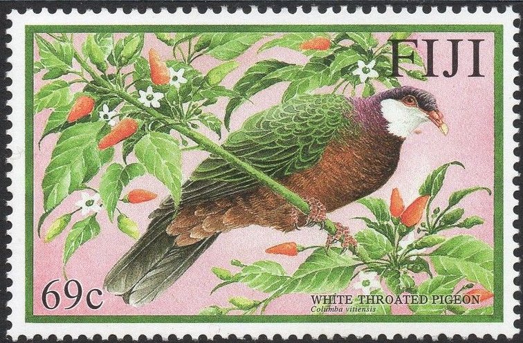 White-troated pigeon (Columba vitiensis godmanae)
