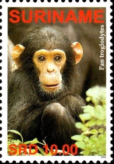 Pan troglodytes