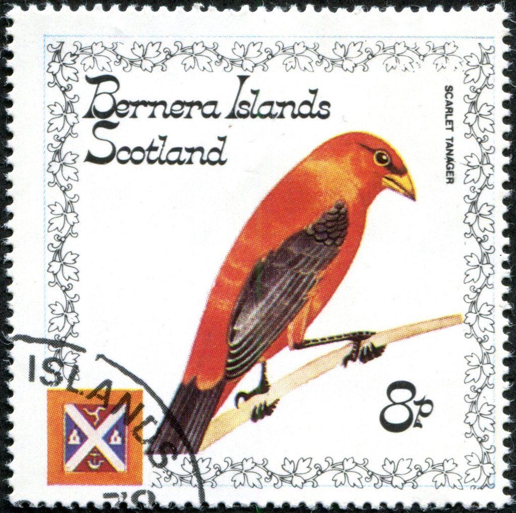 Scarlet Tanager (Piranga olivacea)