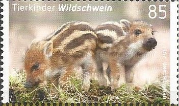 Wild boar (Sus scrofa)