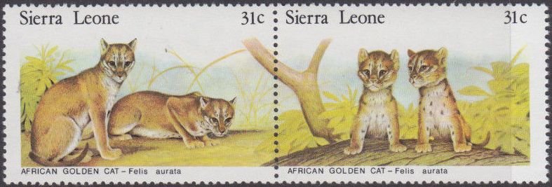 African golden cats.