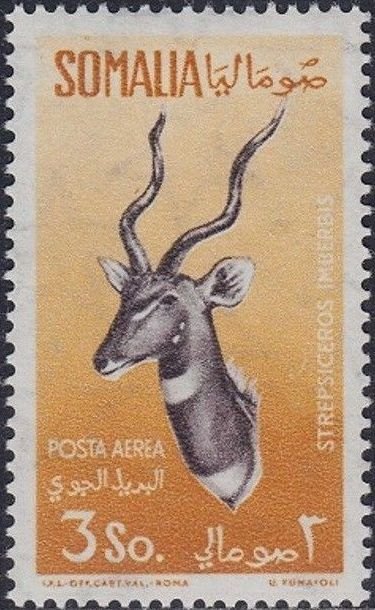 Lesser Kudu (Strepsiceros imberbis) 
