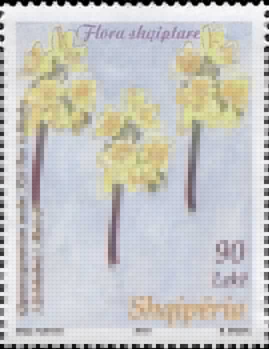 Berberis (Gymnospermium maloi)