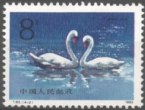 Cygnus olor