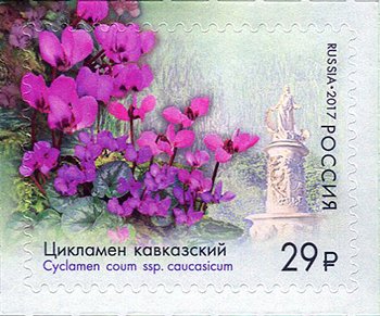 Cyclamen of the Caucasus