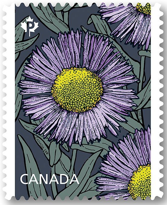 Erigeron speciosus