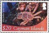 West Indian Spider Crab (Mithrax spinosissimus)