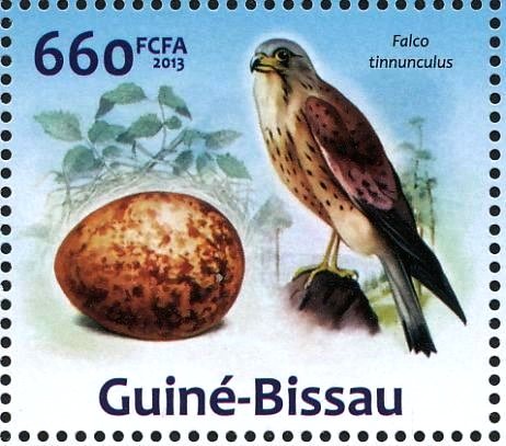 Common Kestrel (Falco tinnunculus)