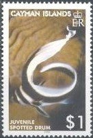 Stamp, Spotted Drum (Equetus punctatus), Cayman Islands,  , Animals (Fauna), Fishes, Sea Life