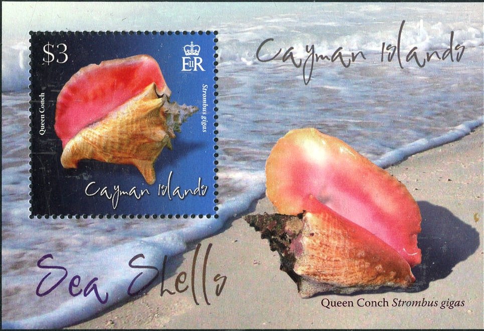 Queen Conch (Lobatus gigas)