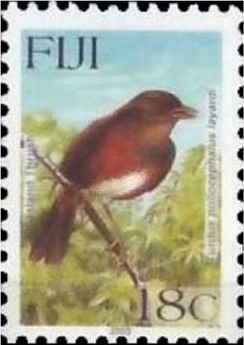 Island Trush (Turdus poliocephalus)