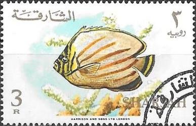 Ornate Butterflyfish (Chaetodon ornatissimus)