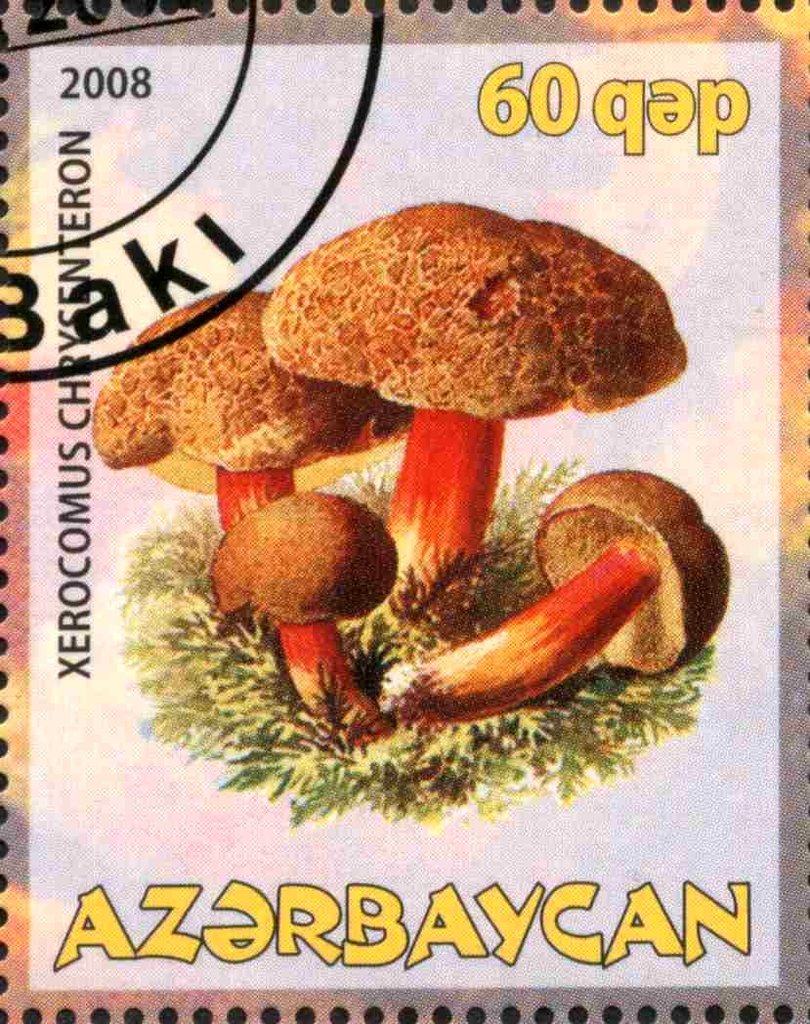 Xerocomus Chrysenteron