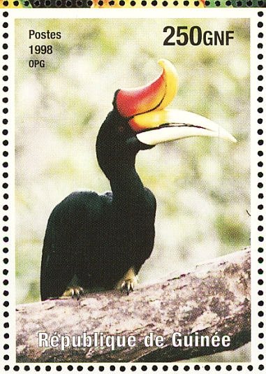Rhinoceros Hornbill    Buceros rhinoceros