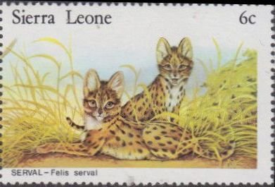 Servals
