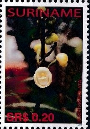 Peristeria elata