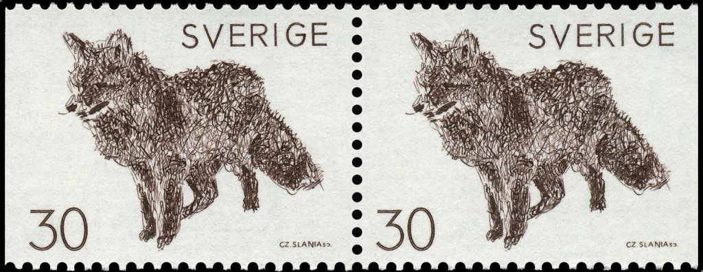 Red Fox (Vulpes vulpes)