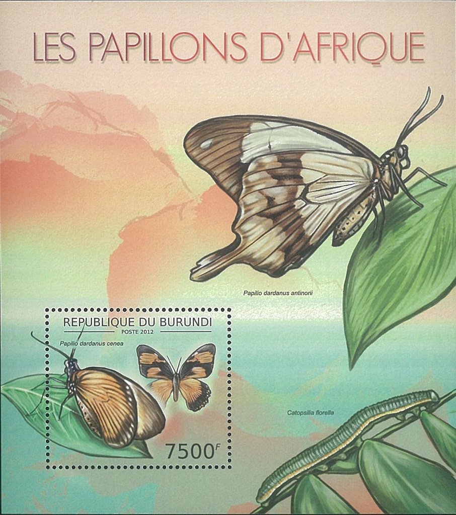 Papilio Dardanus Cenea