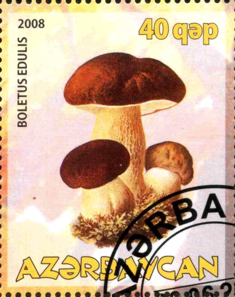 Boletus Edulis