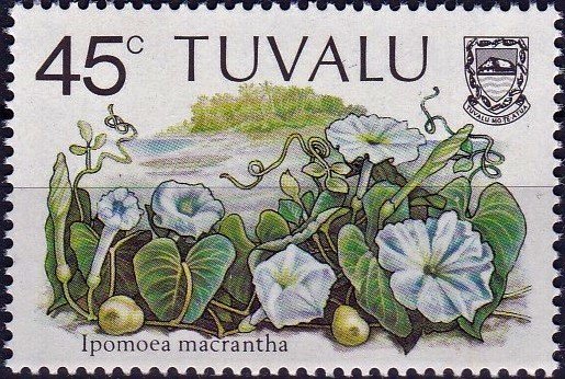 Ipomoea macrantha