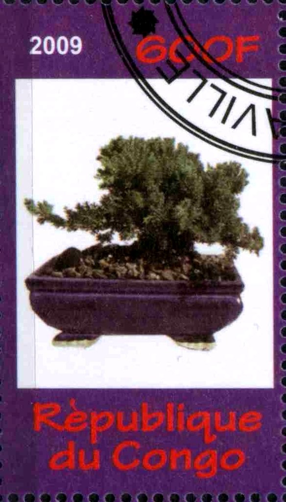 Bonsai