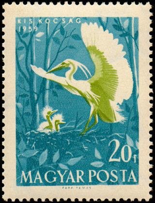 Little Egret (Egretta garzetta)