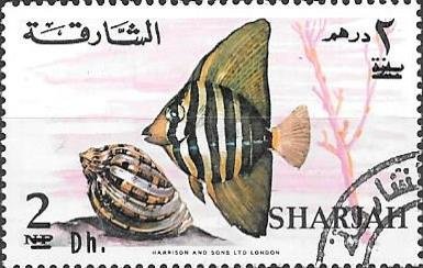Sailfin Tang (Zebrasoma Velifer)