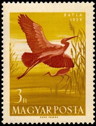 Glossy Ibis (Plegadis falcinellus)