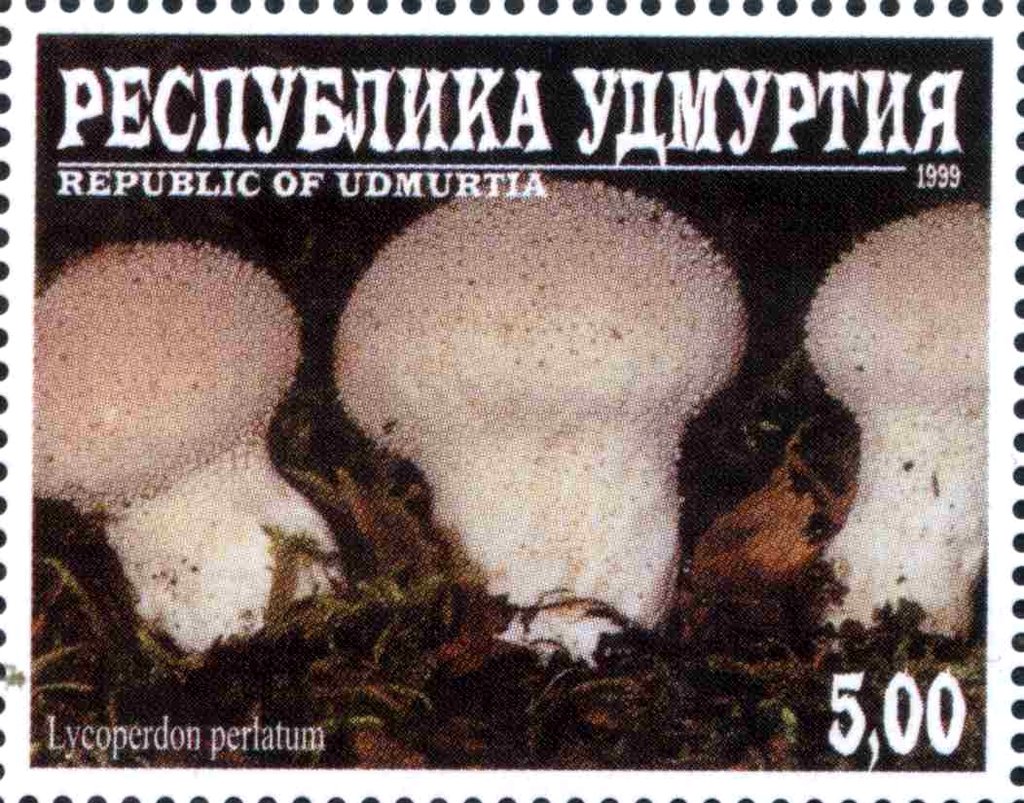 Lycoperdon perlatum