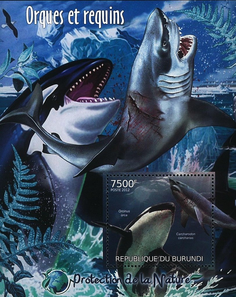 Orcinus Orca and Charcharodon Carcharias