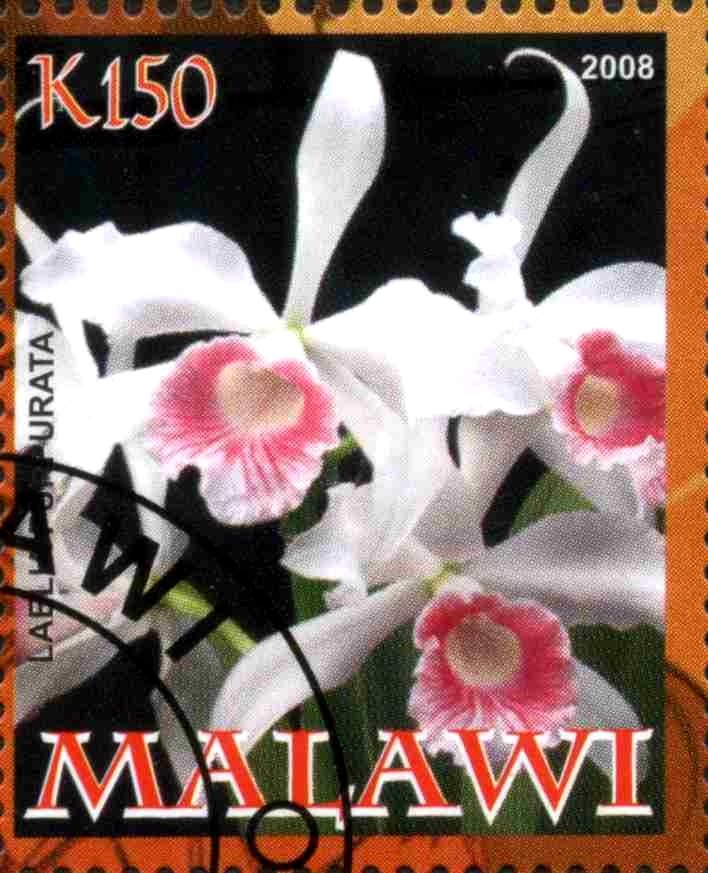 Orchids
