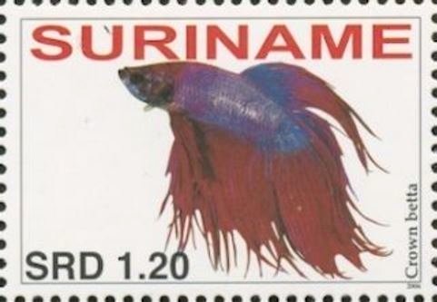 Betta splendens