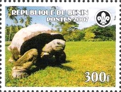 Turtle
